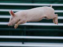 Beauty a 20-Week-Old Pig Flies Through the Air-Mark Baker-Framed Photographic Print