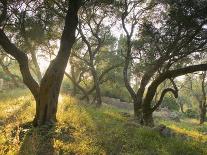 Sunflowers, Near Ronda, Andalucia, Spain, Europe-Mark Banks-Photographic Print