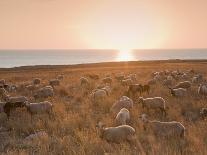 Flock of Sheep at Sunset by the Sea, Near Erice, Western Sicily, Italy, Europe-Mark Banks-Photographic Print