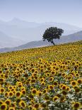 Sunflowers, Near Ronda, Andalucia, Spain, Europe-Mark Banks-Photographic Print