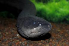 Electric Eel (Electrophorus electricus), Peru-Mark Bowler-Photographic Print