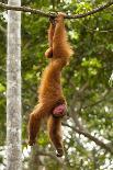 Black Capuchin, (Sapajus Nigritus) Female Standing on Hind Legs, Rio De Janeiro, Brazil-Mark Bowler-Framed Photographic Print