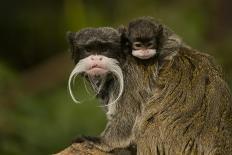 Portrait of an Emperor Tamarin (Saguinus Imperator) Mother with Baby. Captive. Endemic to Peru-Mark Bowler-Photographic Print