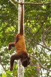 Red Howler Monkey (Alouatta Seniculus) Howling, Captive-Mark Bowler-Photographic Print