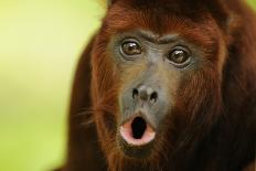 Red Howler Monkey (Alouatta Seniculus) Hanging by Prehensile Tail-Mark Bowler-Framed Photographic Print