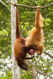 Red Howler Monkey (Alouatta Seniculus) Howling, Captive-Mark Bowler-Photographic Print