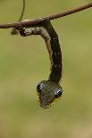 Electric Eel (Electrophorus electricus), Peru-Mark Bowler-Photographic Print