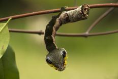 Red Howler Monkey (Alouatta Seniculus) Hanging by Prehensile Tail-Mark Bowler-Photographic Print