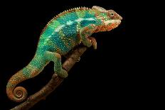 Chameleon-Mark Bridger-Photographic Print