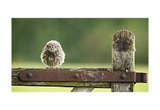 King of Richmond-Mark Bridger-Art Print