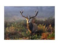 Stripes-Mark Bridger-Art Print