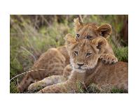 Wasn’t Me!-Mark Bridger-Art Print