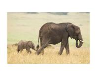 Little Buddies-Mark Bridger-Art Print