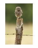 Fuzzball-Mark Bridger-Art Print