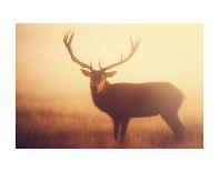 King of Richmond-Mark Bridger-Art Print