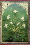 White Lilies-Mark Briscoe-Framed Stretched Canvas