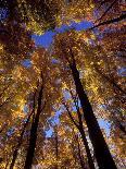 Birch Leaf in River Current with Autumn and Sky Reflections, Upper Peninsula, Michigan, USA-Mark Carlson-Photographic Print