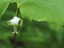 Pair of Calypso Orchids, Upper Peninsula, Michigan, USA-Mark Carlson-Photographic Print