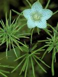 Pair of Yellow Lady's Slipper Orchids Amid Equisetum in Springtime, Upper Peninsula, Michigan, USA-Mark Carlson-Mounted Photographic Print