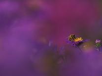 Honeybee Pollinating New England Aster Blossom, Michigan, USA-Mark Carlson-Photographic Print