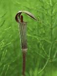 Pair of Yellow Lady's Slipper Orchids Amid Equisetum in Springtime, Upper Peninsula, Michigan, USA-Mark Carlson-Photographic Print