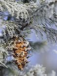 Old Red Schoolhouse and Forest in Snowfall at Christmastime, Michigan, USA-Mark Carlson-Mounted Photographic Print