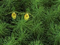 Pair of Yellow Lady's Slipper Orchids Amid Equisetum in Springtime, Upper Peninsula, Michigan, USA-Mark Carlson-Photographic Print