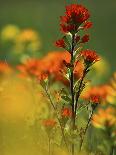 Honeybee Pollinating New England Aster Blossom, Michigan, USA-Mark Carlson-Photographic Print