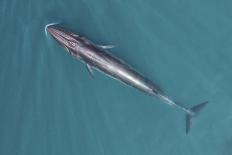 Sperm whales, aerial shot, Baja California, Mexico-Mark Carwardine-Photographic Print