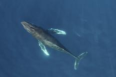 Sperm whales, aerial shot, Baja California, Mexico-Mark Carwardine-Framed Photographic Print