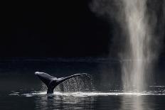 Common Bottlenose Dolphin (Tursiops Truncatus) Breaching with Two Suckerfish - Remora Attached-Mark Carwardine-Mounted Photographic Print