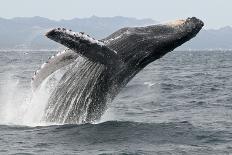 Sperm whales, aerial shot, Baja California, Mexico-Mark Carwardine-Photographic Print