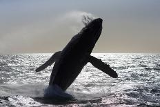 Sperm whales, aerial shot, Baja California, Mexico-Mark Carwardine-Framed Photographic Print