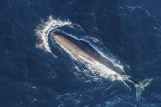 Humpback whale breaching - leaping out of the water, Baja California, Mexico-Mark Carwardine-Photographic Print