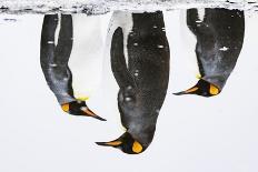 Sperm whales, aerial shot, Baja California, Mexico-Mark Carwardine-Photographic Print