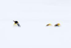 Spinetail devil rays aerial, Baja California, Mexico-Mark Carwardine-Mounted Photographic Print