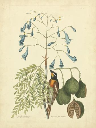 Catesby Bird & Botanical II