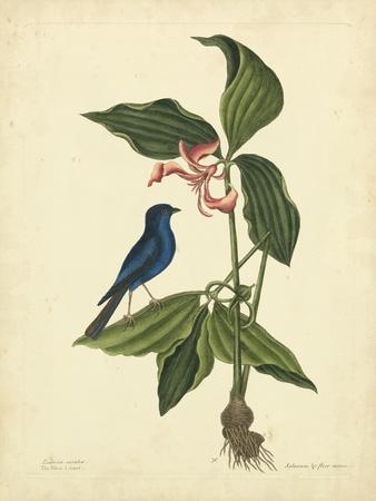 Catesby Bird & Botanical IV
