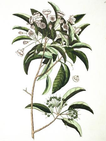 Chamaedaphne Foliis Tini, Floribus Bullatis Umbellatis - Mountain Laurel