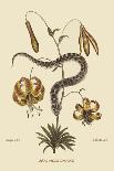 Wampum Snake-Mark Catesby-Art Print