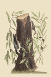Pine Creeper-Mark Catesby-Art Print