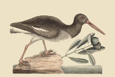 Oyster Catcher-Mark Catesby-Art Print