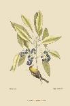 Cacao or Chocolate Tree-Mark Catesby-Art Print