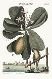 Cacao or Chocolate Tree-Mark Catesby-Art Print