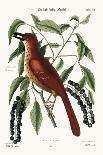 The Fox Coloured Thrush, 1749-73-Mark Catesby-Giclee Print