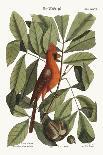The Red Bird, 1749-73-Mark Catesby-Giclee Print