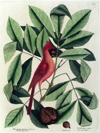 The Red Bird or Northern Cardinal