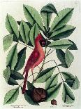 The Magnolia, Plate 68, Vol. 1 from the 'Natural History of Carolina, Florida and the Bahamas'-Mark Catesby-Framed Giclee Print