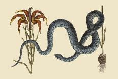 Wampum Snake-Mark Catesby-Art Print