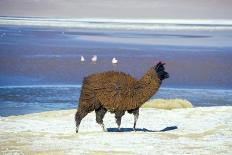 Alpaca, Lago Colorada, Uyuni, Bolivia, South America-Mark Chivers-Photographic Print